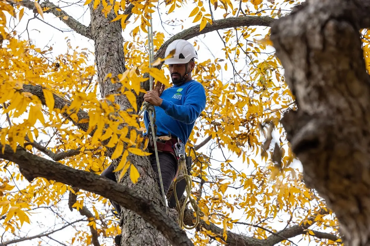 Skilled Tree Planting crew working in Dexter