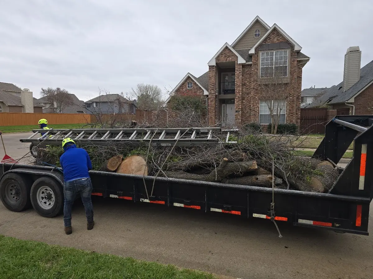 Expert Tree Pest Control with proper safety equipment in Dexter